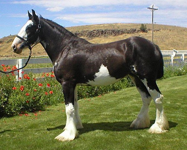 Pferd Donegal Sue (Clydesdale, 2000, von Donegal Joe Nine Lives)