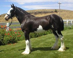 Pferd Donegal Sue (Clydesdale, 2000, von Donegal Joe Nine Lives)