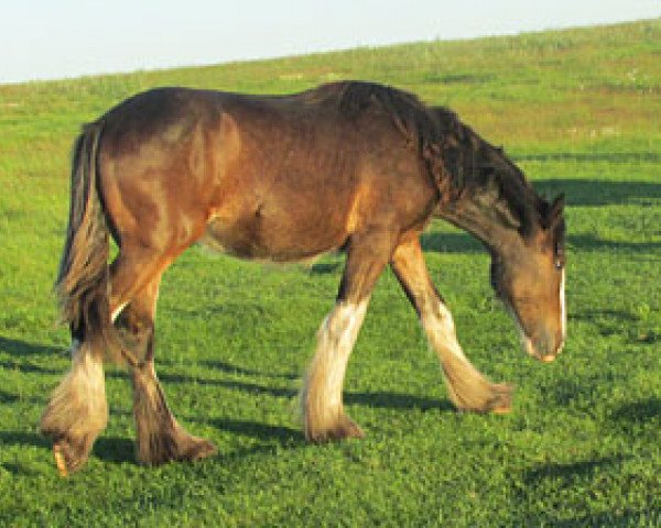 horse Donegal Sherry Bell (Clydesdale, 2013, from SFF Stonewall Jack)