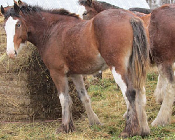 Pferd Donegal Rhonda (Clydesdale, 2011, von Amethyst Grayson)