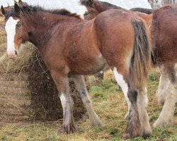 Pferd Donegal Rhonda (Clydesdale, 2011, von Amethyst Grayson)