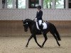 Dressurpferd Djaengo AW (Deutsches Reitpony, 2015, von Dance Star AT)