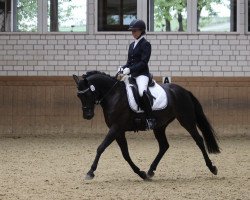 Dressurpferd Djaengo AW (Deutsches Reitpony, 2015, von Dance Star AT)