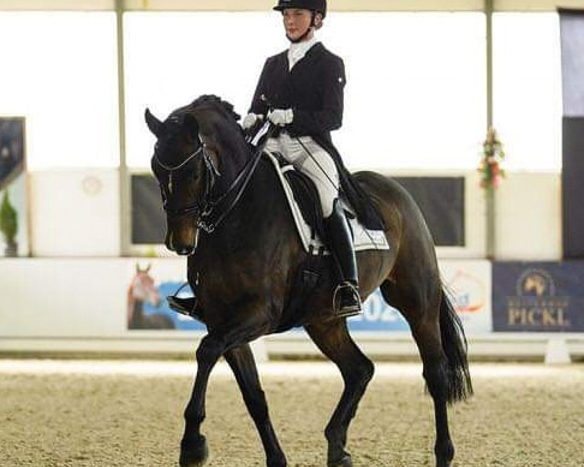 Dressurpferd Pandora 276 (Oldenburger, 2011, von Sandro Hit)