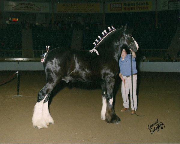 Pferd Donegal Regis (Clydesdale, 2002, von Donegal Joe Nine Lives)