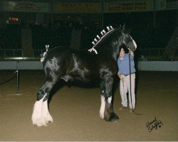 horse Donegal Regis (Clydesdale, 2002, from Donegal Joe Nine Lives)