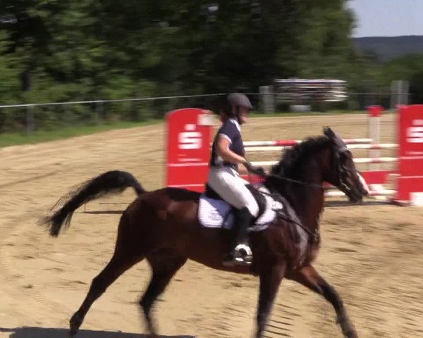 Reitturnier Bühren-Breckerfeld 2015
