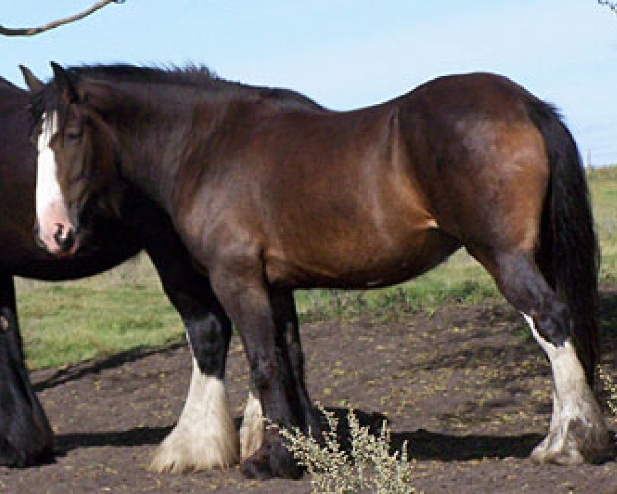 Zuchtstute Donegal Rebecca (Clydesdale, 2007, von Hatfield Deluxe)