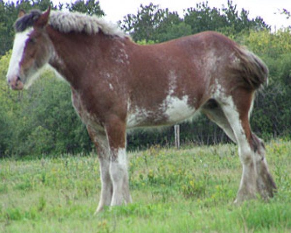 broodmare Wooden Spoke English Rose (Clydesdale, 1997, from Greendykes Royale)