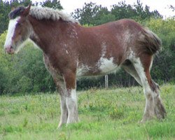 Zuchtstute Wooden Spoke English Rose (Clydesdale, 1997, von Greendykes Royale)