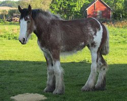 Pferd Donegal Rainbow (Clydesdale, 2012, von SFF Stonewall Jack)