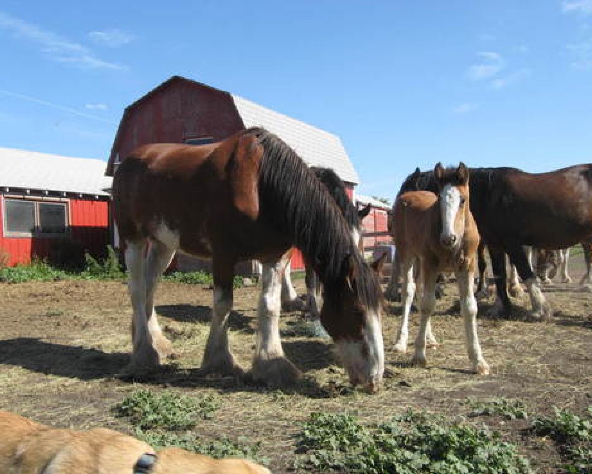 Zuchtstute Donegal Queen of Hearts (Clydesdale, 2004, von Bonnie Brae Billy Boy)