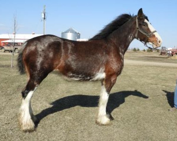 Zuchtstute Donegal Piper (Clydesdale, 2008, von Hatfield Majestic)