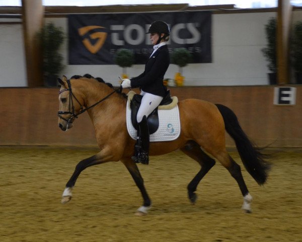 stallion Heitholms Dempsey (German Riding Pony, 2014, from FS Don't Worry)