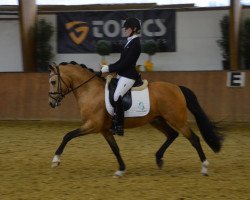 Deckhengst Heitholms Dempsey (Deutsches Reitpony, 2014, von FS Don't Worry)