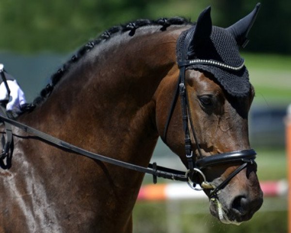 dressage horse Kingston 44 (Austrian Warmblood, 2013, from Kardinal)