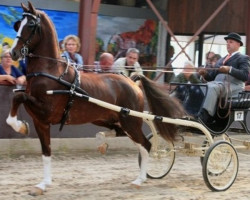 stallion Eebert (Dutch Harness Horse/Tuigpaard, 2009, from Atleet)