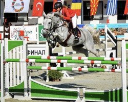 broodmare Aaike van het Vitseroel (Belgian Warmblood, 2000, from Quickfeuer van Koekshof)