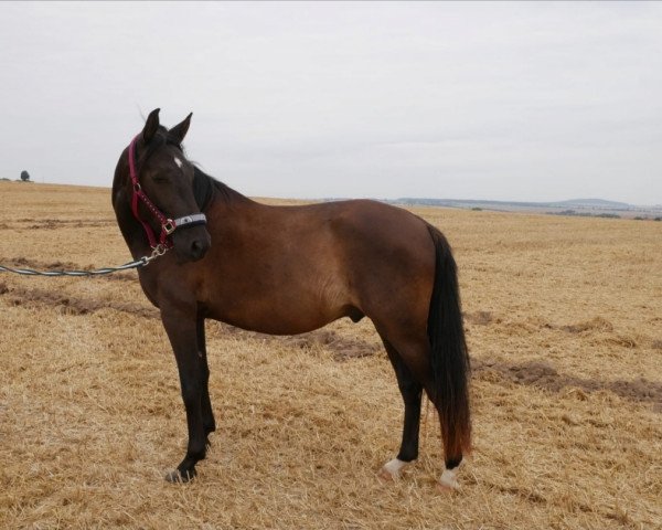Pferd Descarado Sentido (Andalusier, 2015)