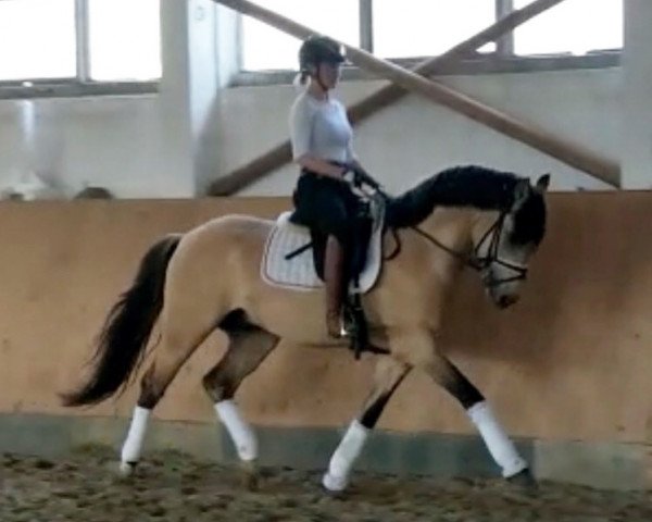 dressage horse Goldinjo VDH (German Riding Pony, 2016, from HET Golden Dream)