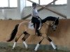 dressage horse Goldinjo VDH (German Riding Pony, 2016, from HET Golden Dream)