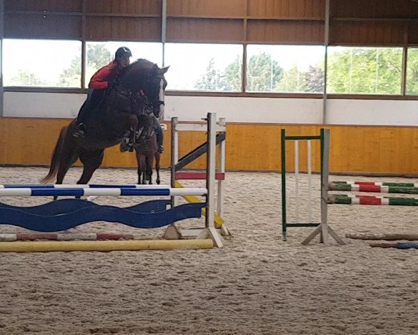 jumper Doris 103 (German Sport Horse, 2015, from Dallas K)