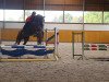 jumper Doris 103 (German Sport Horse, 2015, from Dallas K)