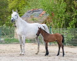 broodmare Clarissa 129 (Holsteiner, 2006, from Casall Ask)