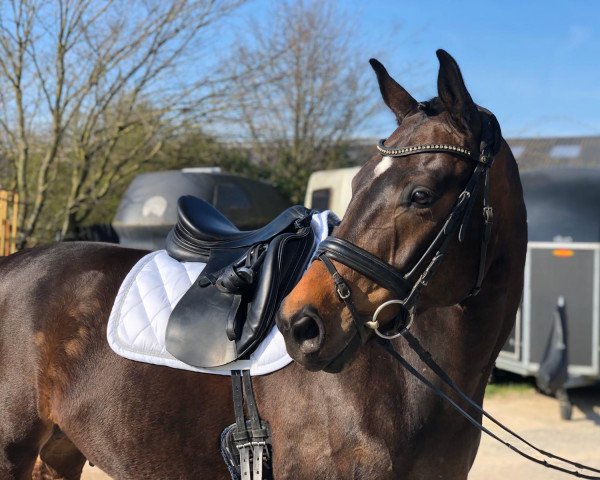 dressage horse Sir Henry Miller (Westphalian, 2013, from Sir Donnerhall I)