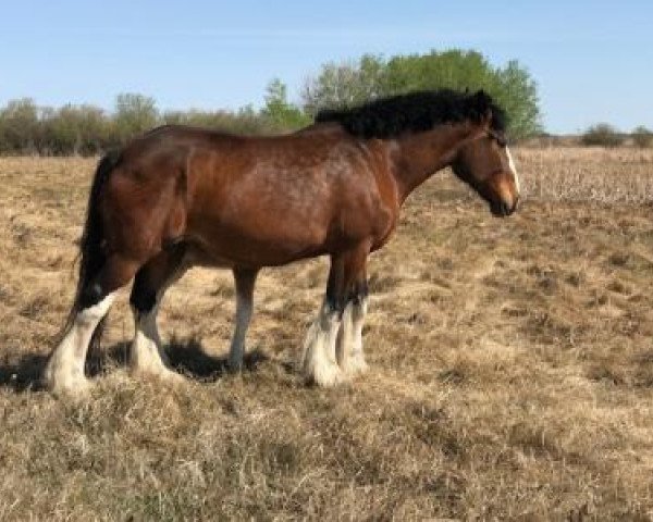 broodmare Donegal Perfect Mary (Clydesdale, 2008, from Armageddon's Lord Cain)