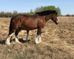 Zuchtstute Donegal Perfect Mary (Clydesdale, 2008, von Armageddon's Lord Cain)