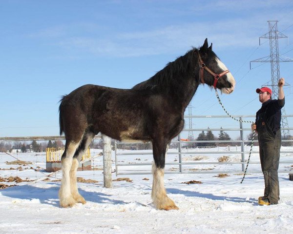 Pferd Donegal Memories (Clydesdale, 2011, von Armageddon's Lord Cain)