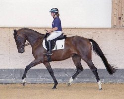 Zuchtstute C‘est la Vie (Deutsches Sportpferd, 2016, von Cullinan du Borget B)