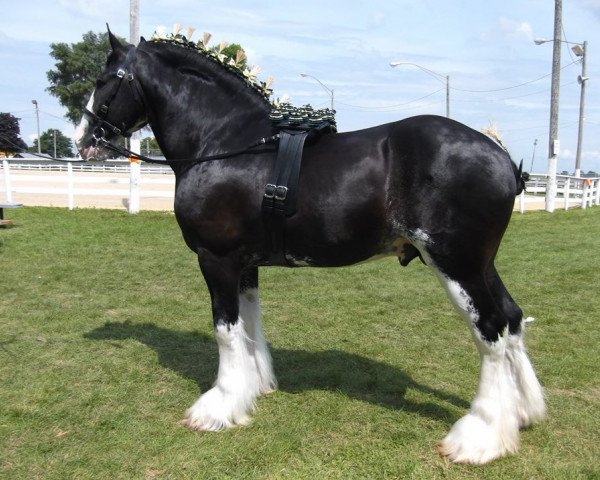 Deckhengst Donegal Major Factor (Clydesdale, 2007, von Cal-Eden Major Blue)