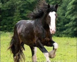 Pferd Donegal Lochy (Clydesdale, 2009, von Donegal Lockinvar)