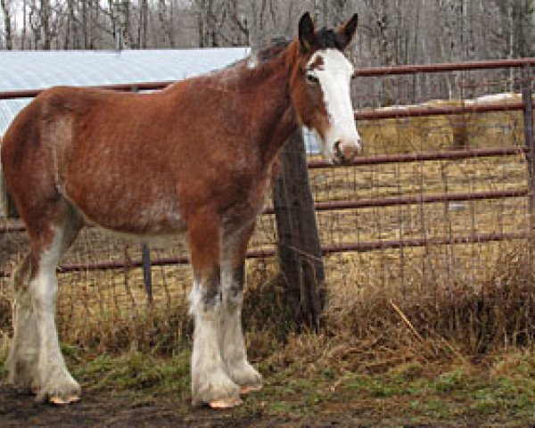 Pferd Donegal Jacqueline (Clydesdale, 2012, von SFF Stonewall Jack)