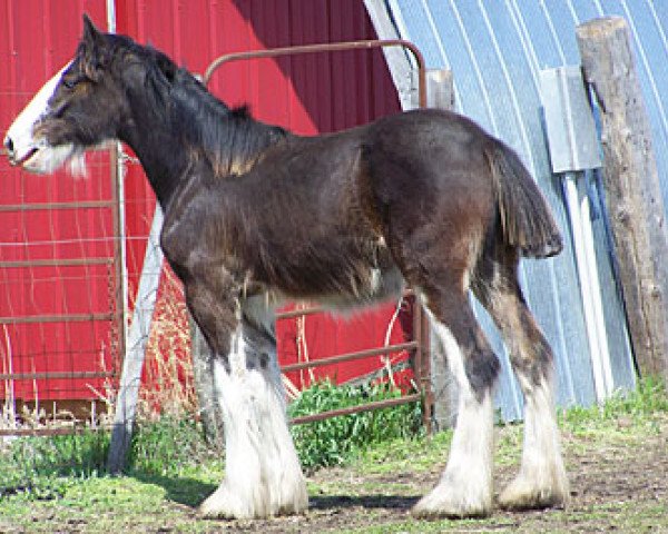 Zuchtstute Donegal Ida Bell (Clydesdale, 2009, von Donegal Enhancer)