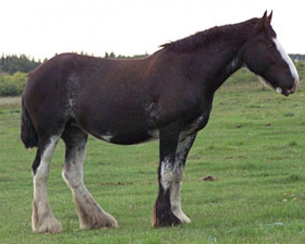 broodmare Donegal Frances (Clydesdale, 2004, from Bonnie Brae Billy Boy)