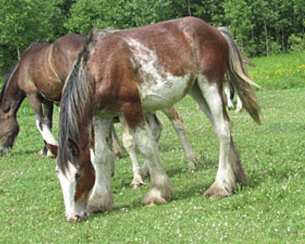 Pferd Donegal Flower Girl (Clydesdale, 2013, von Bighorn Shamus)