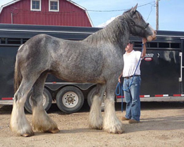 Zuchtstute Donegal Felicity (Clydesdale, 2000, von Donegal Joe Nine Lives)