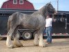 broodmare Donegal Felicity (Clydesdale, 2000, from Donegal Joe Nine Lives)