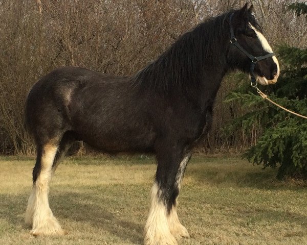 Pferd Donegal E.T. (Clydesdale, 2008, von Green Valley Bonnie Scott)