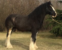 Pferd Donegal E.T. (Clydesdale, 2008, von Green Valley Bonnie Scott)