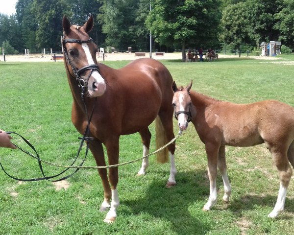 dressage horse Hartmut (German Riding Pony, 2019, from Blitz und Donner)