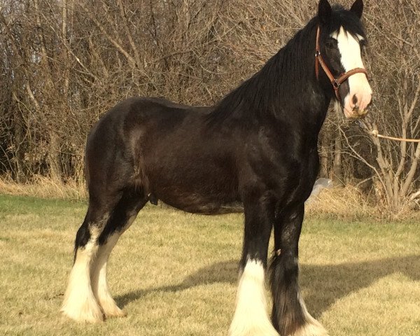 Pferd Donegal Pepper Jack (Clydesdale, 2008, von Cal-Eden Major Blue)