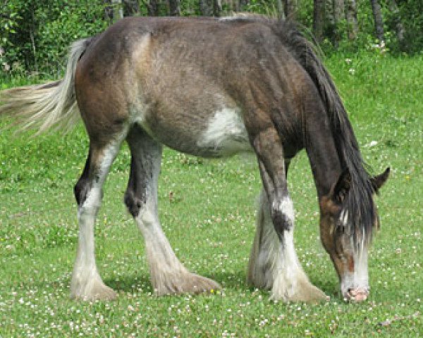 Pferd Donegal Doris (Clydesdale, 2013, von Donegal Pepper Jack)