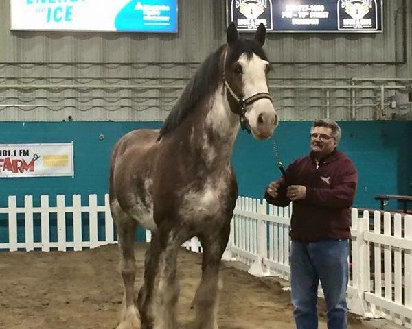 horse Donegal Deluxe Edition (Clydesdale, 2009, from Hatfield Deluxe)