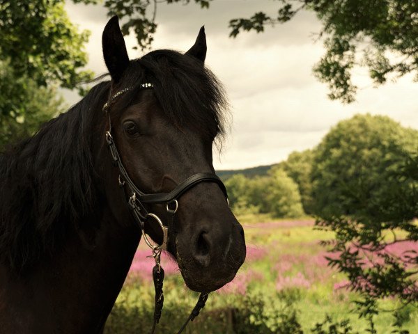 Pferd Romeo (Welsh-Cob (Sek. D),  , von Tawelfan Rhys)