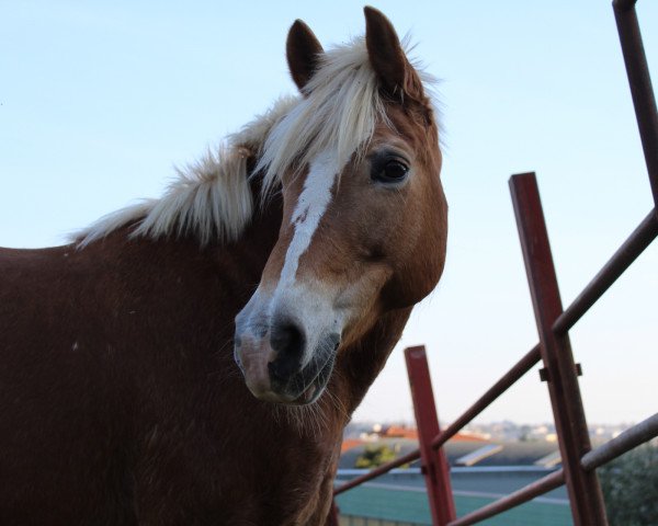 broodmare Ferline (Aveligneser / Italian Haflinger, 2002, from Andrit II)