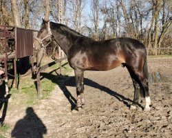 Springpferd Laberlinus van de Eijkhof (KWPN (Niederländisches Warmblut), 2016, von Caspar (Berlin))